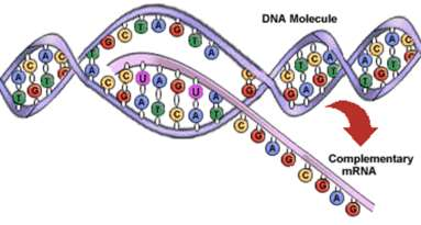 Bir RNA molekülü, DNA nın kalıp kolunun dizilişini bütünleyici