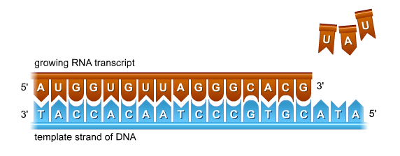 polimerizasyonu sonucunda, 5 3 yönünde sentezlenir Bir RNA molekülündeki