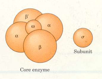 E.coli de RNA polimeraz, bir merkez enzim ve sigma faktörü ile birlikte holoenzim oluşturur.