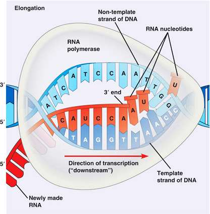 Ökaryotlarda her biri farklı tür RNA sentezinden sorumlu üç tip RNA polimeraz (Pol I, pol II, pol III) vardır. Mitokondride, mitokondriyal RNA sentezinden sorumlu RNA-Polimeraz IV de tanımlanmıştır.