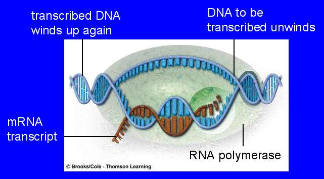 RNA molekülü sentezi, RNA polimeraz RNA nın kalıp koldan ayrılmasını sağlayan bir diziye rastlayıncaya kadar devam eder.