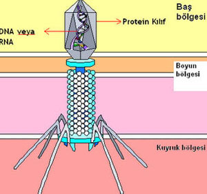 Tip A Fajın baş kısmında çift iplikçikli çizgisel bir DNA vardır ve bunu kapsid çevreler Kuyruk, fajın baş kısmında bulunan genetik maddenin