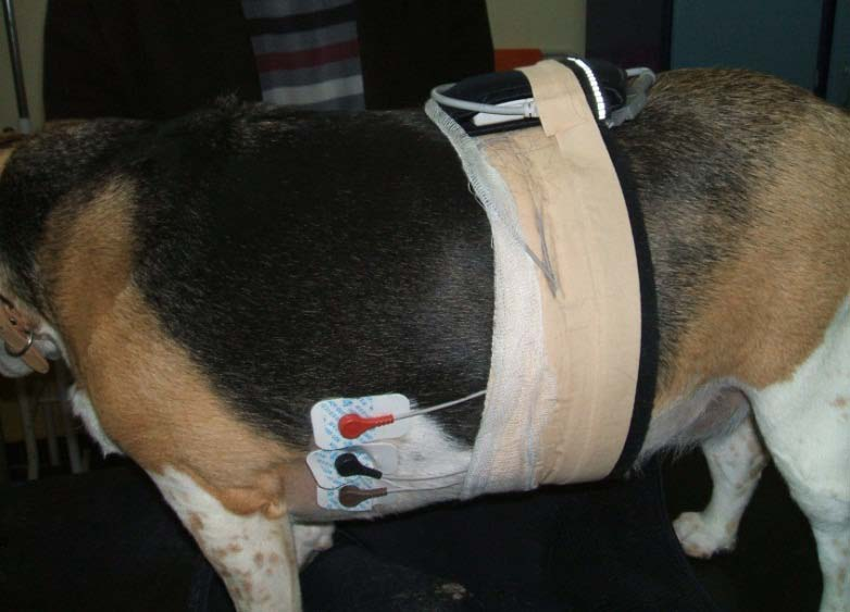 3 kanallı 24 saat sürekli kayıt alabilen Holter kaydedicisi elektrotları traş ve alkol ile antisepsiden sonra sırasıyla köpeklerin sol ve sağ göğüs duvarına sabitlendi.