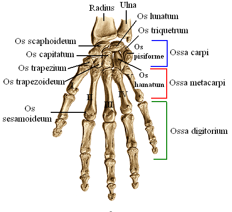 Os Ulnae (Dirsek Kemiği) Ön kol iskeletinin iç yanında bulunan, radiustan daha uzun bir kemiktir. Ġki ucu, bir gövdesi vardır (Resim 1.5).