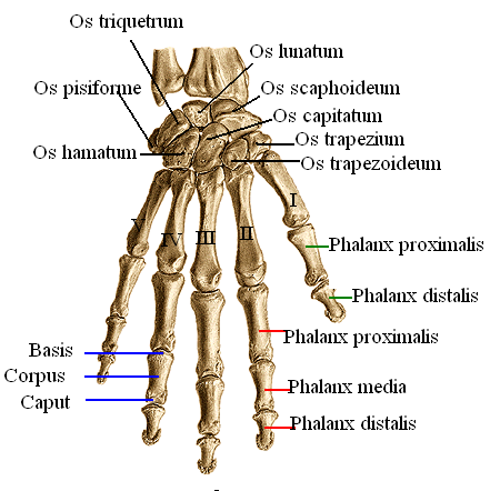 1.1.2.3. El Kemikleri (Ossa Manus) Resim 1.7: Ossa manus (sağ), dorsal yüz Her bir el iskeletinde 27 adet kemik bulunur.