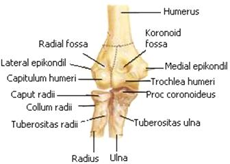 Omuz eklemi transvers eksende fleksiyon-ekstansiyon, sagittal eksende abduksiyonadduksiyon, vertikal eksende iç ve dıģ rotasyon hareketlerini yapabilmektedir. 1.2.2.2. Dirsek Eklemi (Art.