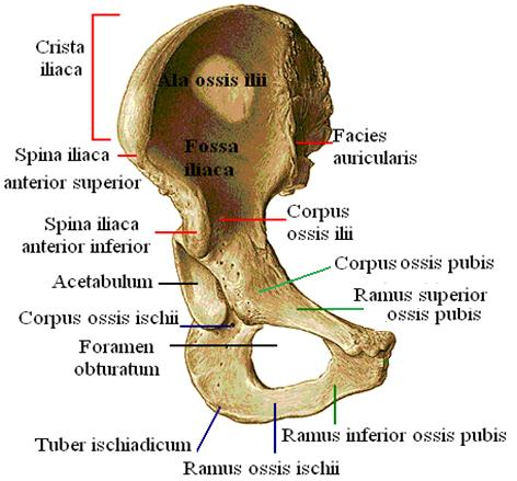 Koksanın bölümleri Ģunlardır. Os Ġlium-Ġlyum (Leğen Kemiği) Resim 2.1: Os coxae(sağ) önden görünüģ Kalça kemiğinin en büyük, geniģ üst bölümüdür.