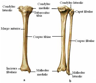 Os Tibia (Kaval Kemik) Bacak iskeletinin iç yanında yer alan kalın, kuvvetli yaklaģık femur uzunluğunda bir kemiktir. Tibia üç bölümde incelenir (Resim 2.8).