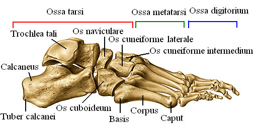 Resim 2.9: Ossa pedis (sağ) dıģ yandan görünüģ 2.2. Alt Ekstremite Eklemleri Alt ekstremite eklemleri Ģunlardır: Resim 2.