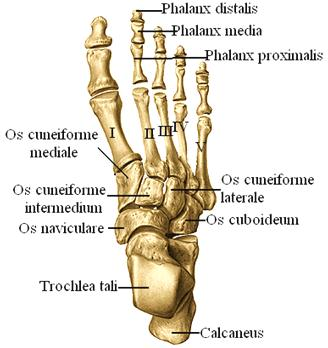 Sacroiliaca (Sakroiliak Eklem) Sakrum ile os iliumun kulak kepçesini andıran eklem yüzleri (facies auricularis)