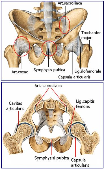 Resim 2.11: Kalça eklemi, symphysis pubica, sakroiliak eklem 2.2.2. Symphysisi Pubica (Simfisiz Pubis) KarĢıklıklı iki pubis kemiğinin önde, orta hatta birleģmeleri ile oluģmuģ symphysis tipi yarı oynar bir eklemdir (Resim 2.