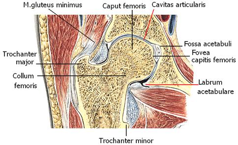 2.2.3. Kalça Eklemi (Art. Coxae ) Femurun caput femorisi ile kalça kemiğindeki acetabulum çukuru arasında oluģan, synovial, sferoid tipte bir eklemdir Kalça eklemi sağlam ve sıkı bir kapsüle sahiptir.
