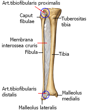 2.2.5. Tibiofibular Eklemler Tibiafibular eklemler Ģunlardır: Art. Tibiofibularis Proximalis: Tibianın üst ucu ile fibula baģı arasında oluģan synovial plana tipinde bir eklemdir.
