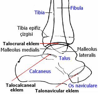 (sol) Ayak Bileği Lateral Radyografisinde