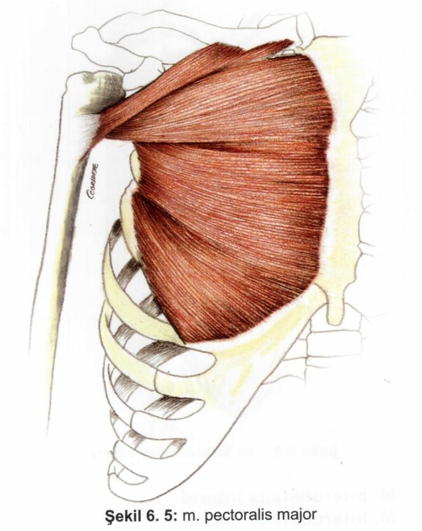 Kaslar Yüzeyel göğüs kasları M. pectoralis major Origo: clavicula, sternum. Insertio: crista tuberculi majoris.