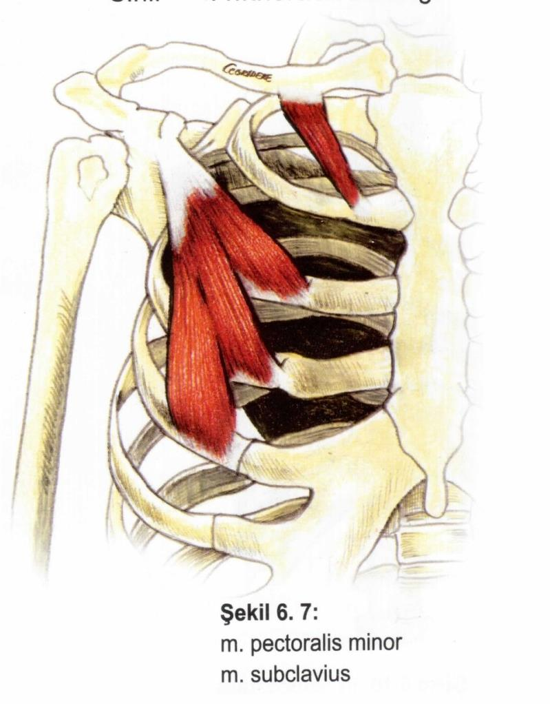 Kaslar Yüzeyel göğüs kasları M. subclavius Origo: 1. kosta. Insertio: clavicula. Fonksiyon: omuzu aşağı çeker. Sinir: n. subclavius. M. pectoralis minor Origo: 2.