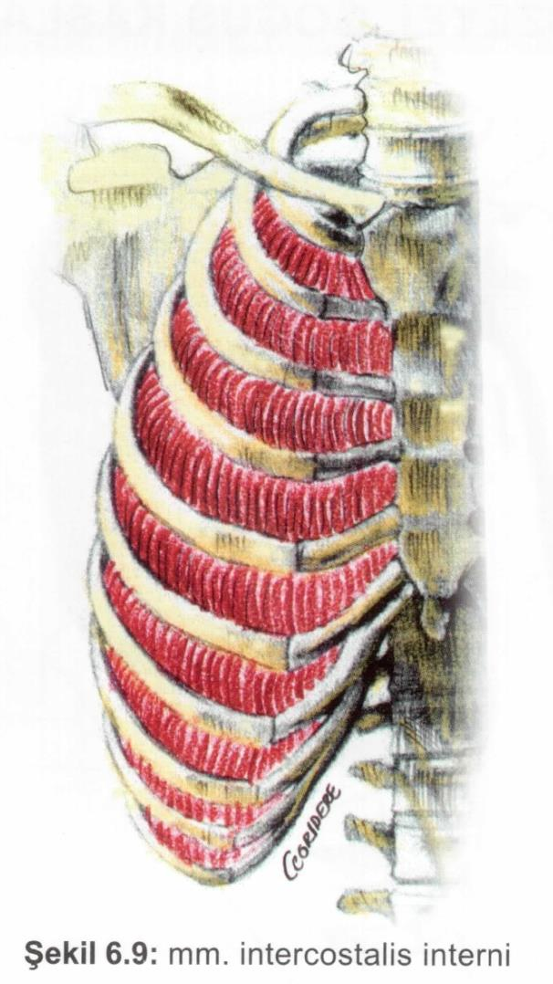 Kaslar Solunum kasları M. intercostalis interni, M. intercostalis intimi Origo: bir alttaki kostanın üst kenarı.