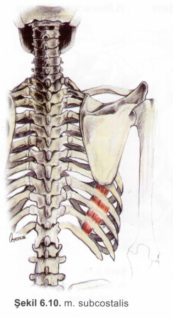 Kaslar Solunum kasları M. subcostalis Origo: kostanın iç yüzü. Insertio: alttaki 2., 3. kostalar. Fonksiyon: kostaları aşağı çeker, ekspirasyon. Sinir: 1.-11. interkostal sinirler. M. diaphragma Origo: son 6 kostanın iç yüzü, sternumun iç yüzü, ilk 3 lumbal vertebra.