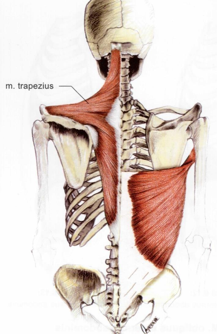 Kaslar Yüzeyel sırt kasları M. trapezius Origo: oksipital kemik. Insertio: scapula. Fonksiyon: scapulayı gövdeye yanaştırır, yukarı çeker, başı aşağı çeker. Sinir: n. accessorius. M. latissimus dorsi Origo: torakal, lumbal, sakral vertebralar.
