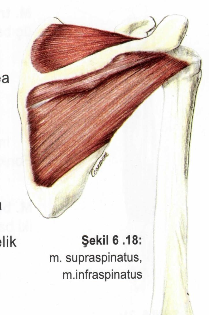 Kaslar Omuz kasları M. supraspinatus Origo: fossa supraspinata. Insertio: tuberculum majus. Fonksiyon: kolun ilk 15 derecelik abduksiyonu. Sinir: n.