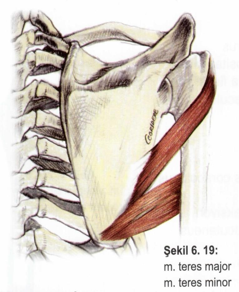 Kaslar Omuz kasları M. teres major Origo: scapulanın lateral kenarı. Insertio: crista tuberculi ninoris. Fonksiyon: kola iç rotasyon, adduksiyon. Sinir: n.