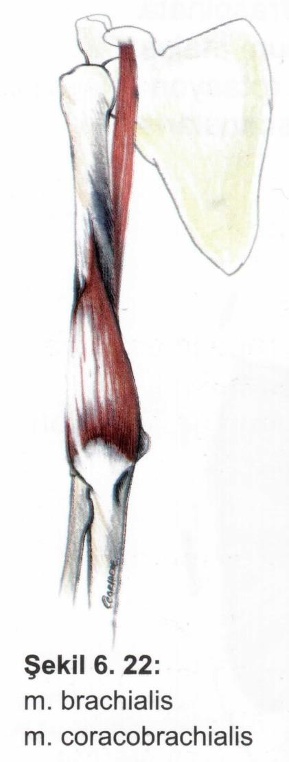 Kaslar Kol kasları M. brachialis Origo: humerus. Insertio: tuberositas. Fonksiyon: ön kola fleksiyon. Sinir: n. musculacuteneus. M. coracobrachialis Origo: processus coracoideus.