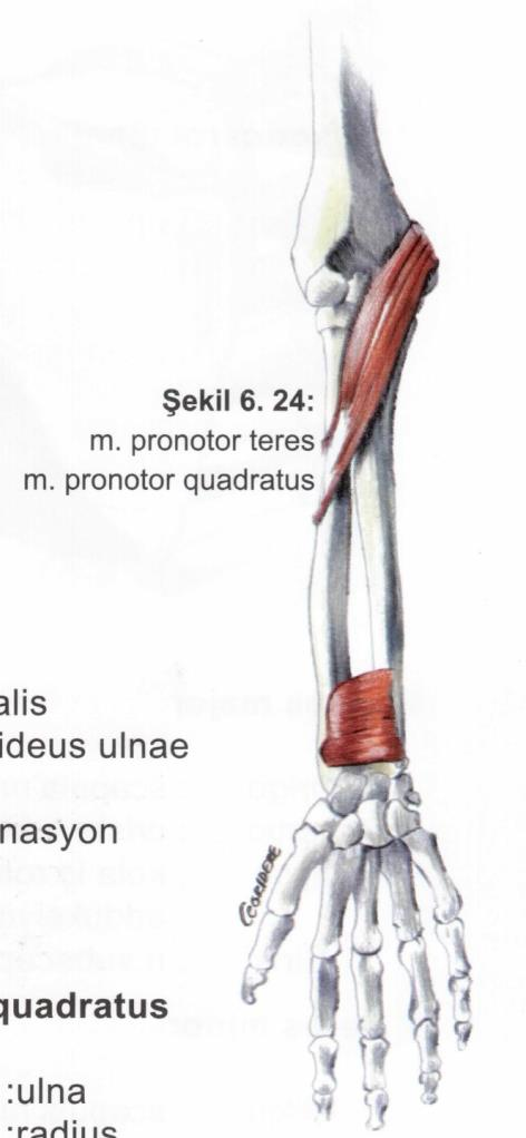Kaslar Kol kasları M. pronator teres Origo: epicondylus medialis, processus coronoideus ulnae.
