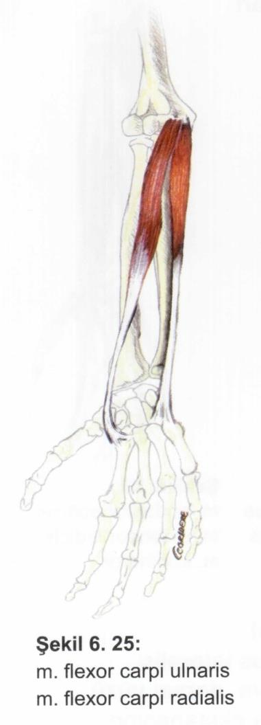 Kaslar Ön kol kasları M. flexor carpi ulnaris Origo: epicondylus medialis. Insertio: os psiform, os hamatum. Fonksiyon: ele fleksiyon, adduksiyon. Sinir: n. ulnaris. M. flexor carpi radialis Origo: epicondylus medialis.