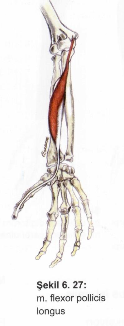 Kaslar Ön kol kasları M. flexor pollicis longus Origo: radius, membrana interossea.