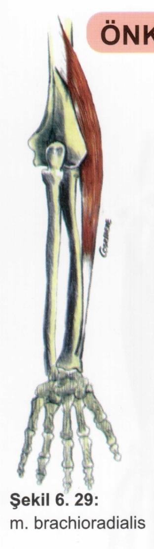 Kaslar Ön kol kasları M. brachioradialis Origo: epicondylus lateralis.