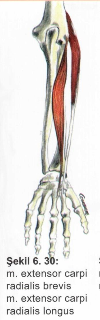 Kaslar Ön kol kasları M. carpi radialis brevis Origo: epicondylus lateralis. Insertio: III. metacarpal kemik. Fonksiyon: ele ekstansiyon ve abduksiyon. Sinir: n.