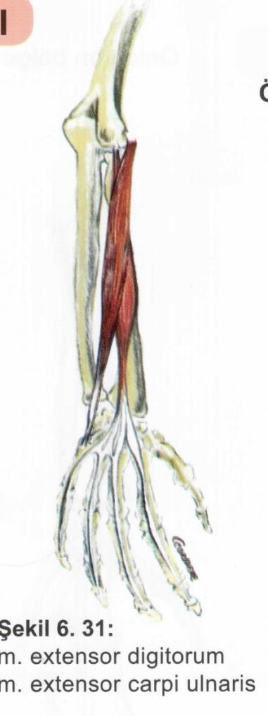 Kaslar Ön kol kasları M. extensor digitorum Origo: epicondylus lateralis. Insertio: 1. ve 4. parmakların dorsal yüzü. Fonksiyon: ele ve el parmaklarına ekstansiyon.