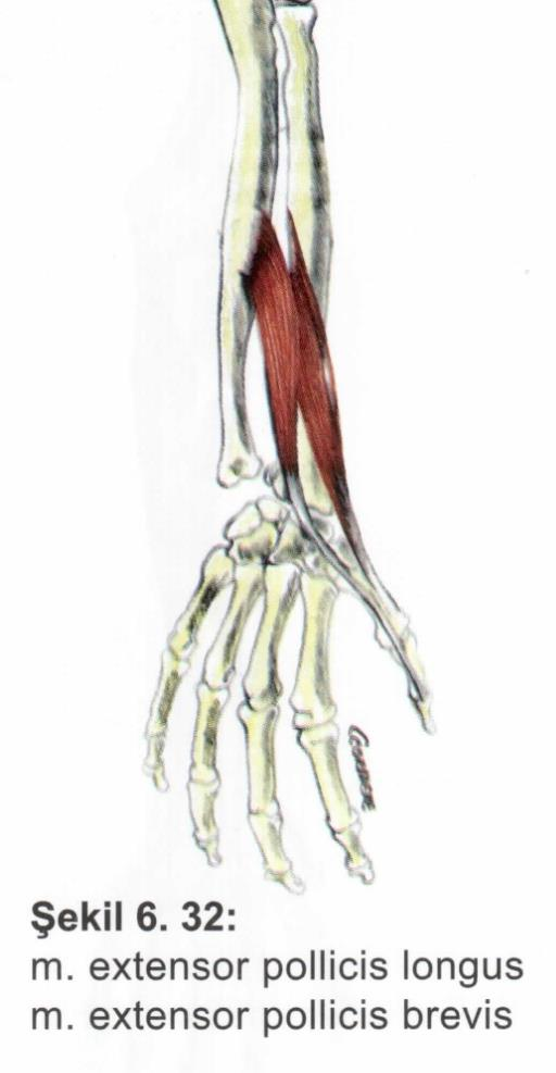 Kaslar Ön kol kasları M. extensor pollicis longus Origo: radius, membrana interossea. Insertio: baş parmağın 1. falanksı. Fonksiyon: baş parmağa ekstansiyon. Sinir: n.