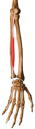 Kaslar Ön kol kasları M. extensor digiti minimi Origo: epicondylus lateralis. Insertio: 5.