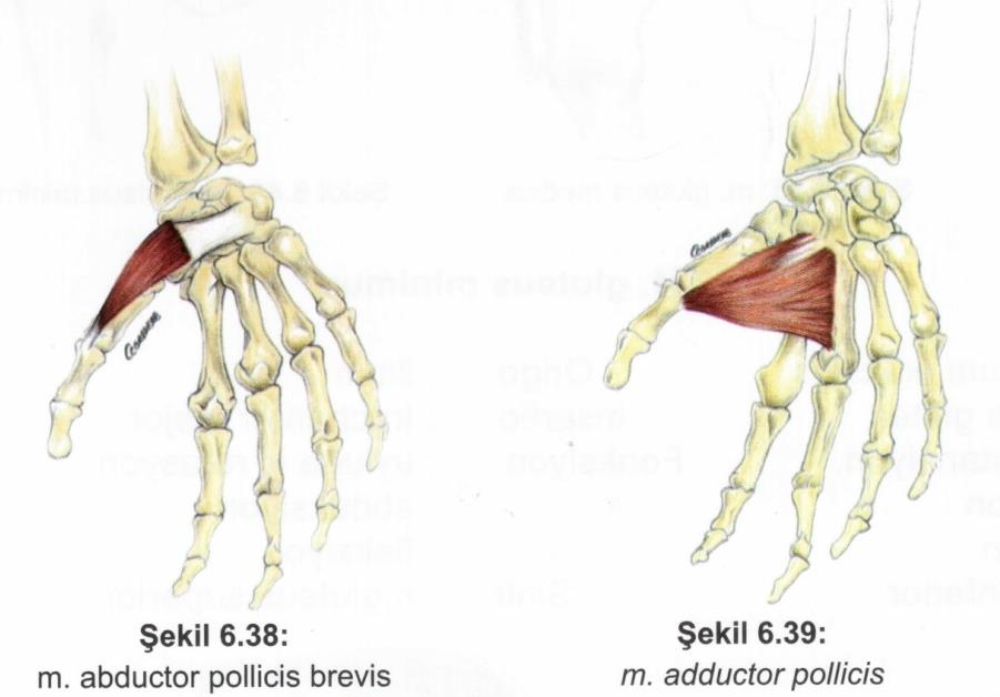 abductor pollicis brevis M.