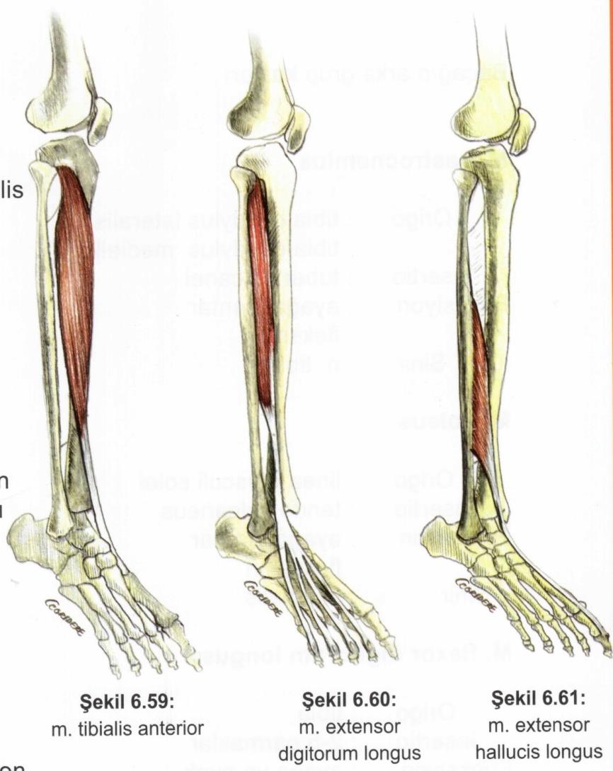 Kaslar Alt ekstremite kasları Bacağın ön grup kasları M. extensor hallucis longus Origo: fibula.