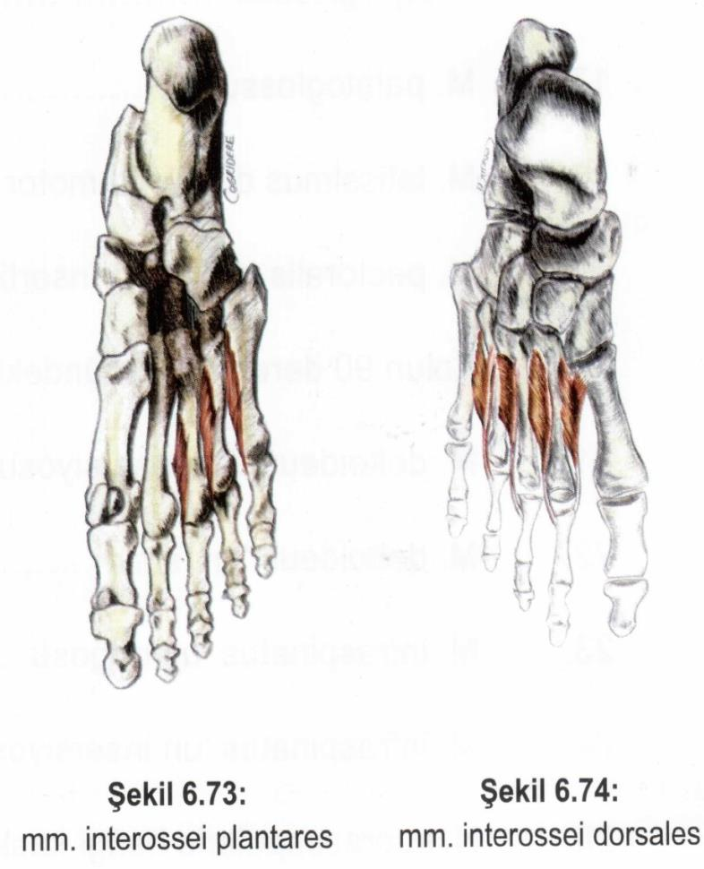 Kaslar Alt ekstremite kasları Ayak kasları Plantar yüz 4.