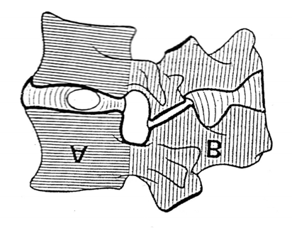 Ön segment, temel olarak yük taşıma, şok absorbe etme özelliğine sahiptir ve iki omur cismi, intervertebral disk ile longitudinal ligamentlerden oluşur.