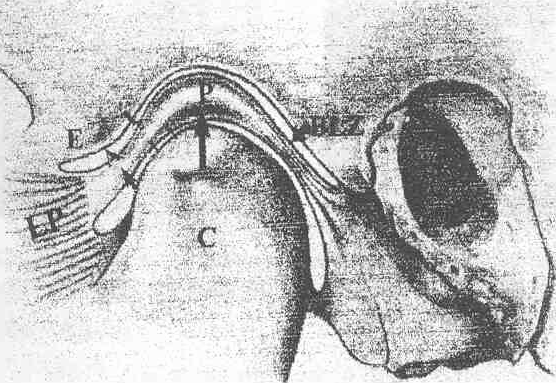 K.B.B. ve Baş Boyun Cerrahisi Dergisi, 2000, 8 (1): 66-70, Eklem diski papyon şeklinde olup; daha kalın olan arka kısmına arka (posterior) bant, daha ince olan ön kısma da ön (anterior) bant adı