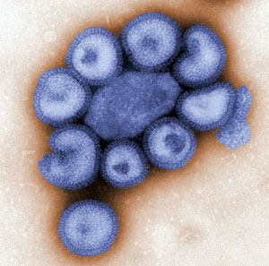 Prof. Dr. Atilla ŞİMŞEK Viroloji Anabilim Dalı Öğretim Üyesi H1N1* Gribi (Domuz gribi) nedir?