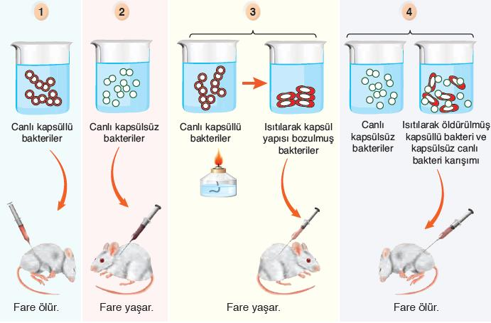 NÜKLEİK ASİTLER ( DNA VE RNA)(Yönetici Moleküller) NÜKLEİK ASİTLERİN KEŞFİ *FRIEDRICH MIESCHER * Balık spermlerinin çekirdeklerini ve akyuvar çekirdeklerini ayrıştırarak yaptığı çalışmalarda, bu