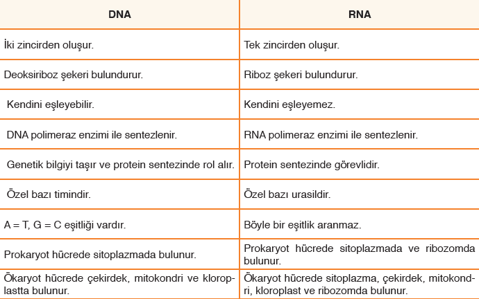 2.t-RNA ( Taşıyıcı RNA): *Sitoplazmadaki a.a. leri mrna daki şifreye göre ribozomun alt birimine taşır ve bağlanır. *Her trna çeşidi, bir çeşit a.a. bağlayabilir.