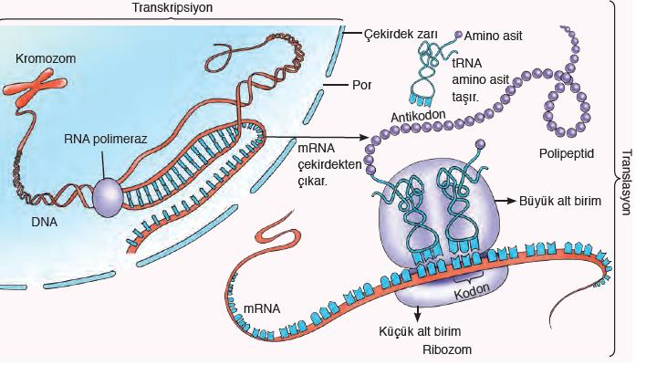 *SANTRAL DOGMA* DNA daki şifreye göre protein sentezlenmesi olayıdır.