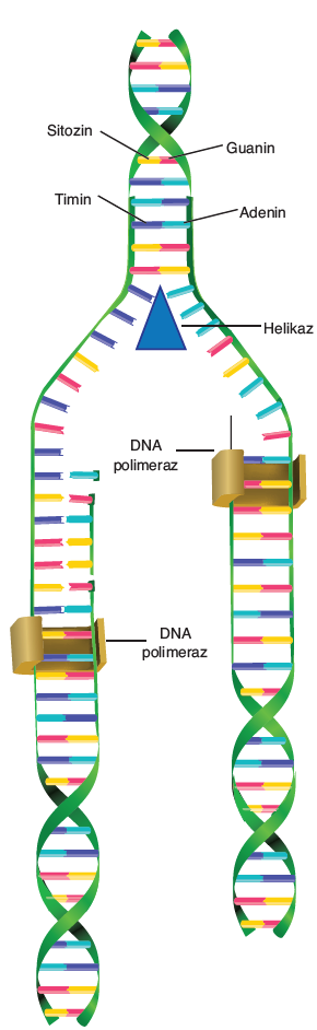 DNA NIN GÖREVLERİ *Hücre bölüneceği zaman (interfaz) kendini eşler.böylece ana hücrenin DNA sı kadar DNA nın oğul hücrelere değişmeden aktarılmasını sağlar. *Kalıtsal bilgi taşır.