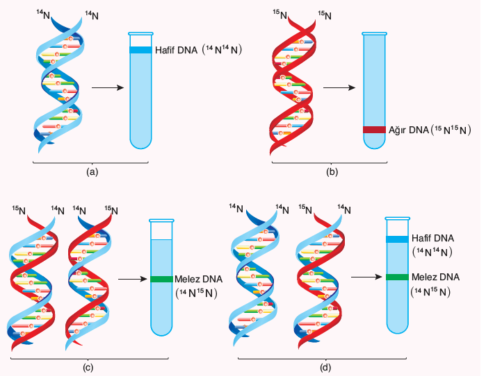 A)% 50 normal, % 50 ağır B)% 25 normal, % 75 melez C)% 75 normal, % 25 melez D)% 25 ağır, % 75 normal E)% 50 melez, % 50 normal DNA REJENERASYONU ( ONARIMI ) DNA nın bir kolunda bulunan bilginin,