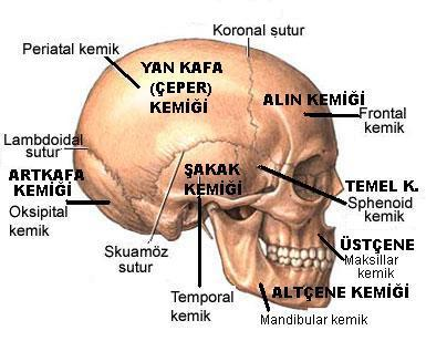 Kafatası Kemikleri Alın Kemiği (1) Yan Kafa Kemiği (2) Şakak Kemiği (2) Art Kafa Kemiği (1) Temel Kemiği (1) Kalbur Kemiği (1) Yüz Kemikleri Tırnakçık Kemiği(2) Elmacık Kemiği(2) Burun Kemiği(2)