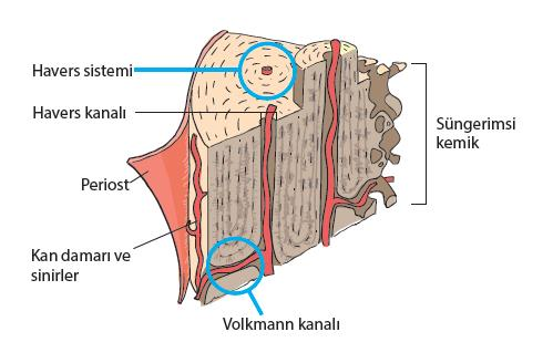 Havers ve Volkmann kanallarında kan damarları ve sinirler yer alır KEMİK DOKUNUN GÖREVLERİ; 1. Kas ve eklemlerle birlikte hareketi sağlar. 2. Önemli organları korur. 3.