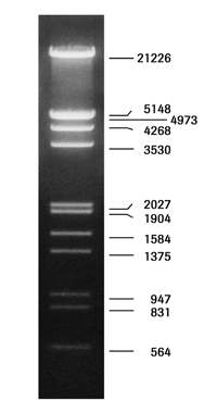 Şekil 2.1 RAPD Bant Profillerini Belirlemede Kullanılan DNA molecular weight marker III DNA Markırı (Roche) 2.