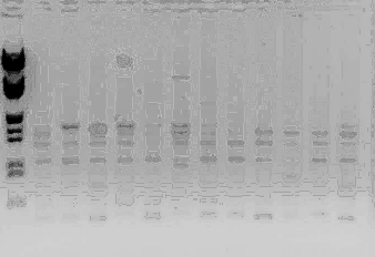 Görüntüsü 3 OPA-12 RAPD-PCR