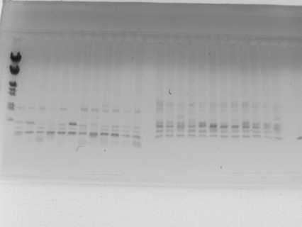 5 OPC-02 ve OPA-13 RAPD-PCR Elektroforez